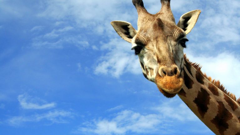Decision Science | Arts & Culture Fundraising | Giraffe at a zoo - slide