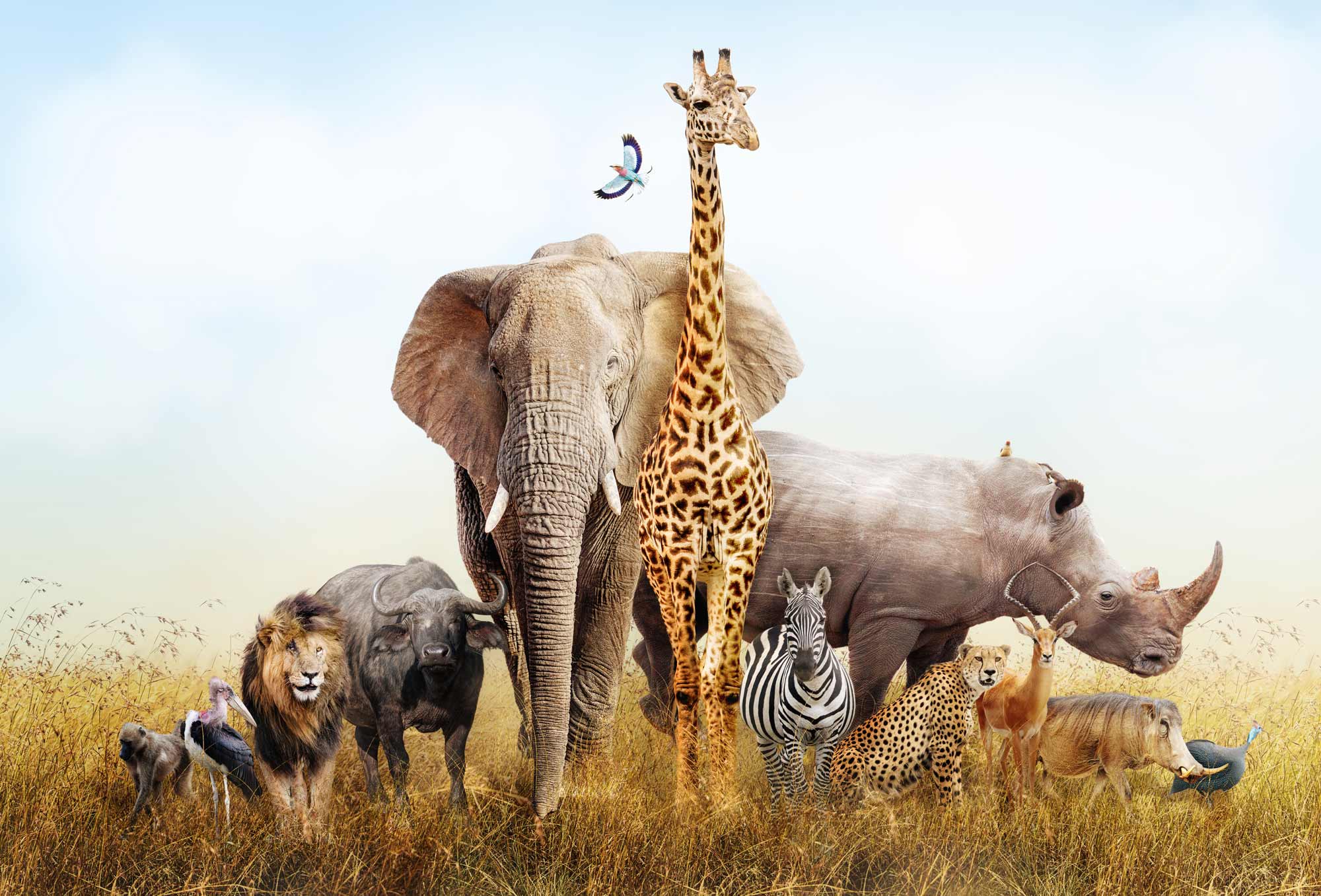 Decision Science | Zoo animals: elephant, giraffe, lion, zebra and more.