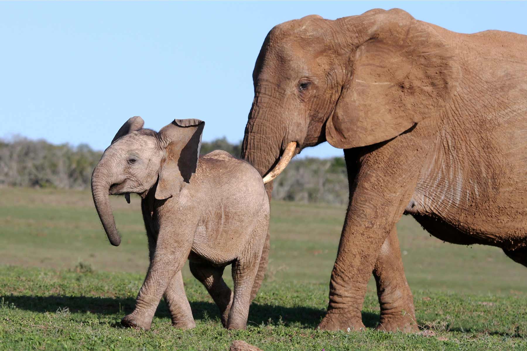 Decision Science | Mother and baby elephant, featured image