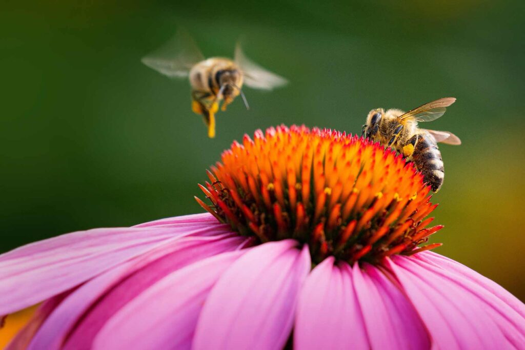 Decision Science | Fundraising Insight : The bees that ignore the dance